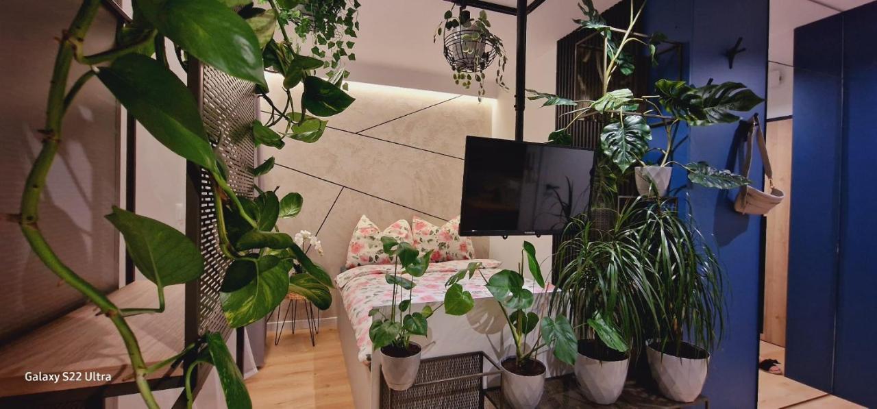 בוצ'ניה Magic House Apartament Proszowska 58 II מראה חיצוני תמונה